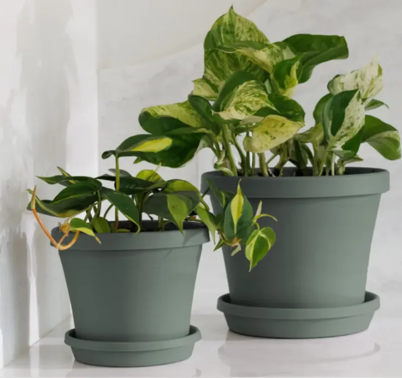 Bloem Terra Saucer Basil