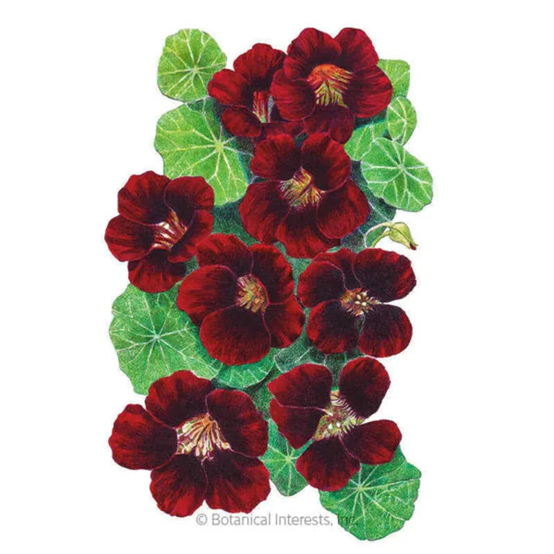 Botanical Interests Black Velvet Nasturtium Seeds