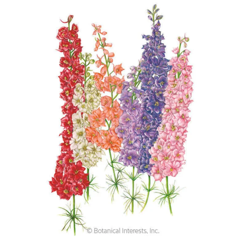 Botanical Interests Galilee Blend Larkspur Seeds
