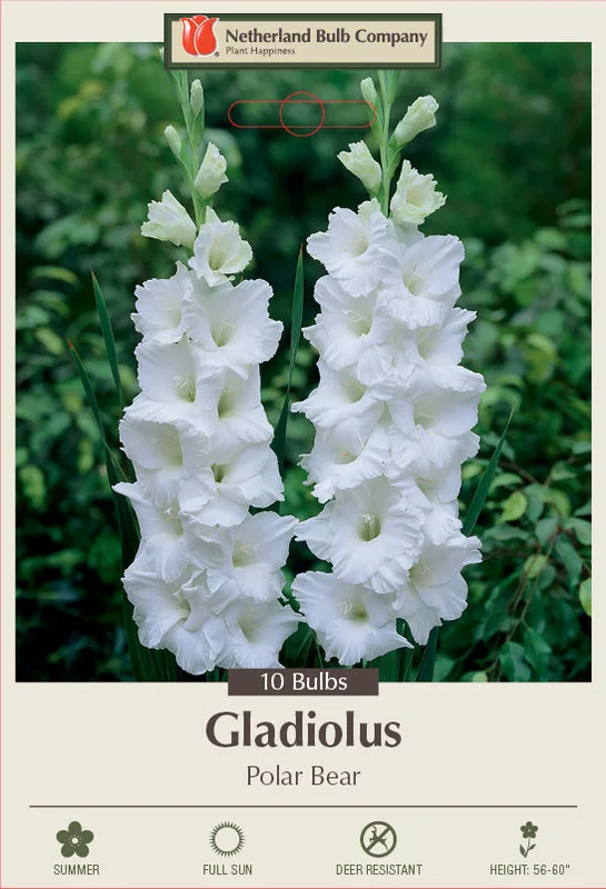 Netherland Bulb Company Gladiolus 'Polar Bear'