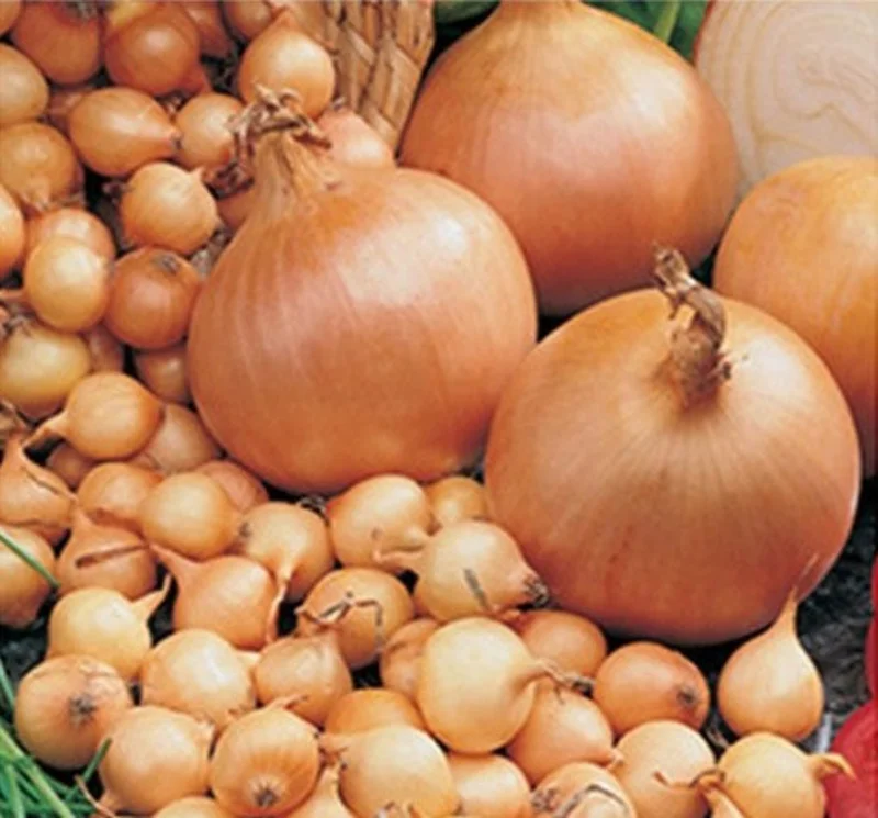 Netherland Bulb Onion Sets Stuttgarter